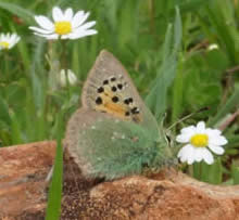 Provence hairstreak