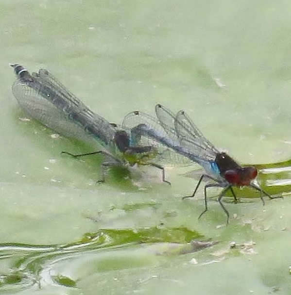 red-eyed damselflies (Derek Longe)