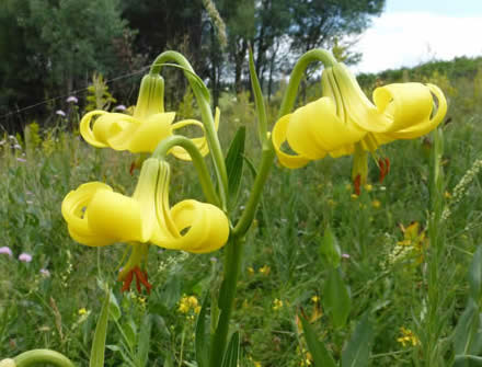 Rhodope lilies