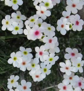 rock-jasmine (Brenann Aunger)
