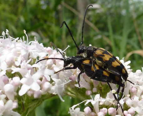 Rutpela maculata spotted longhorn