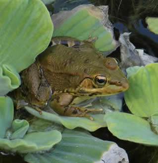 Sahara marsh frog (Ann Greenizan)