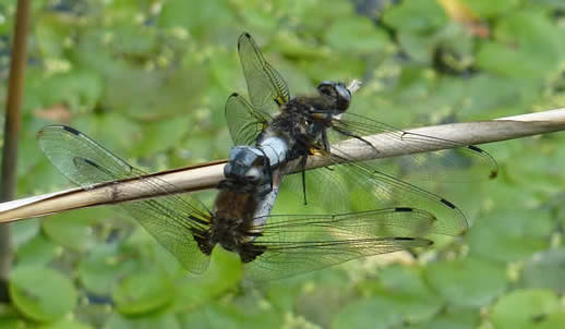 scarce chasers