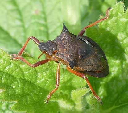spiked shieldbug