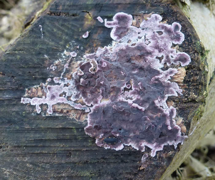 Silverleaf Fungus Chondrostereum purpureum 16 Jan 2025