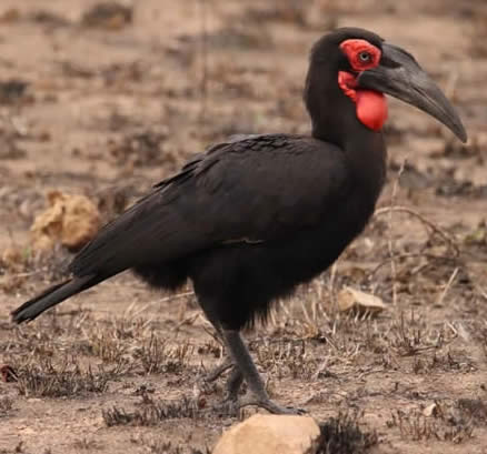 southern ground hornbill