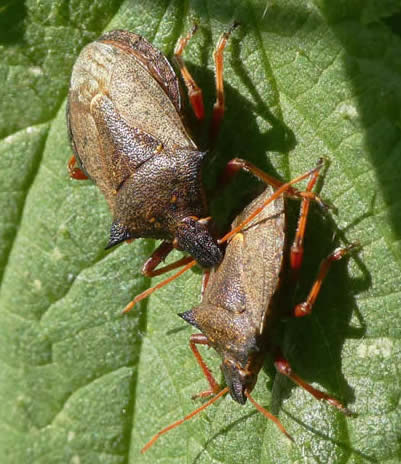 spiked shieldbugs