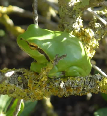Stripeless tree frog
