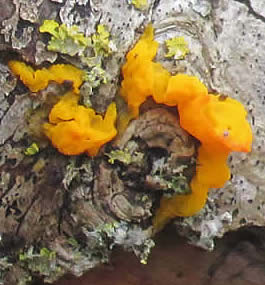 yellow brain fungus (DL)