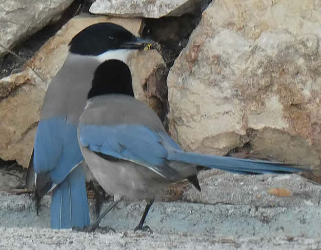 azure-winged magpies (Ann Greenizan)