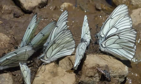 black-veined whites