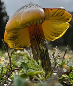 Blackening waxcap