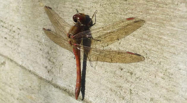 common darter, 13 Nov 2024