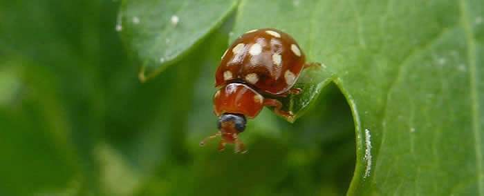 cream-spot ladybird