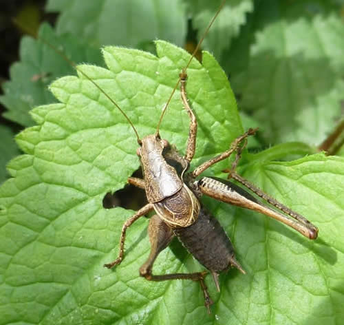 dark bush cricket