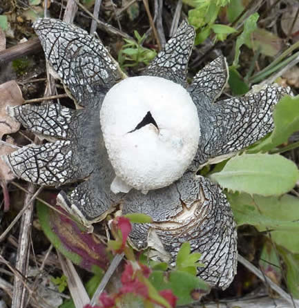 hygroscopic earthstar