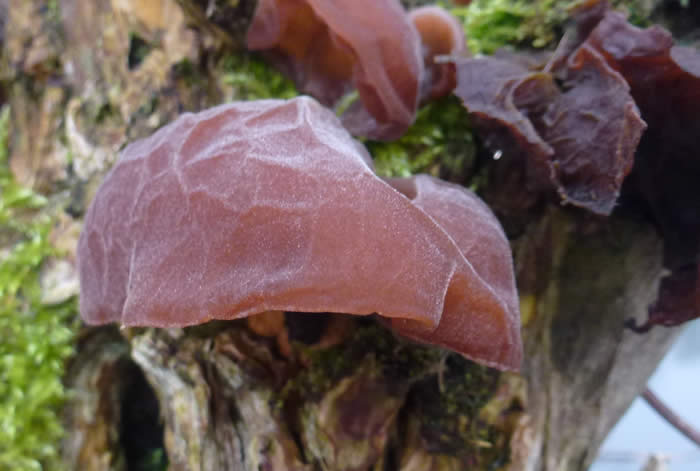 jelly ear