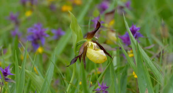 lady's slipper orchid with wood cow-wheat