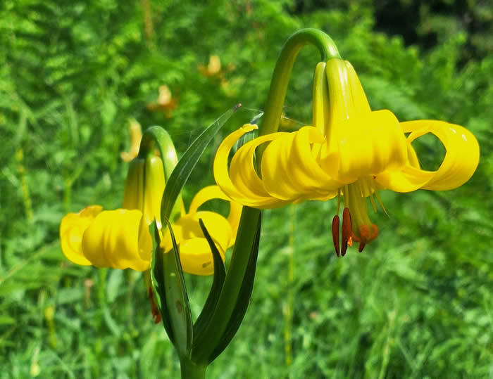 Lilium rhodopaeum (Vlado Trifonov)