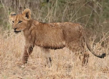 lion cub