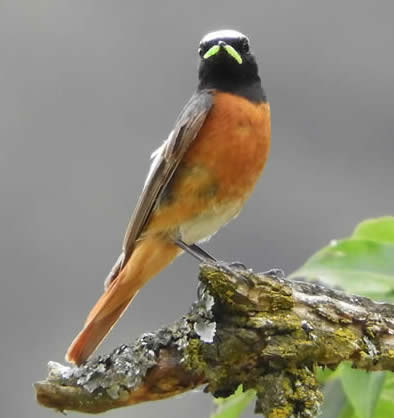Common redstart, Picos de Europa (Pau Lucio)