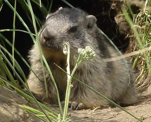 marmot