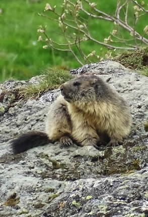 alpine marmot