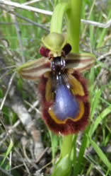 mirror orchid