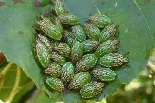 Parent bug, final instar