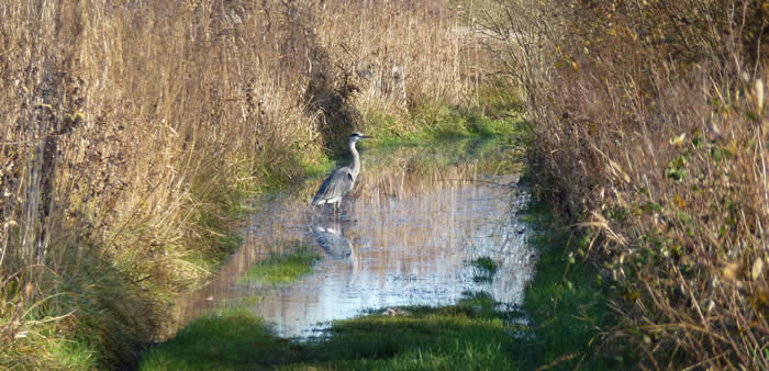 path with heron
