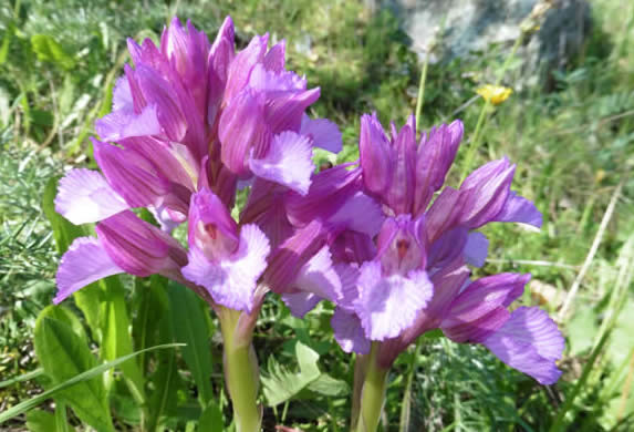 pink butterfly orchids