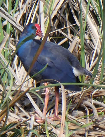 purple swamp-hen (Ann Greenizan)
