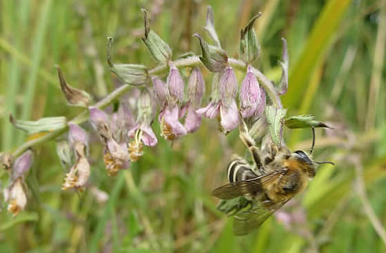 red bartsia bee on red bartsia