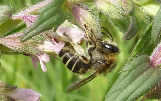 red bartsia bee