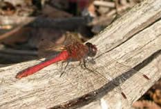 which dragonfly?
