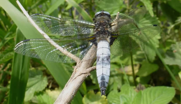 scarce chaser, male, 17 June 2025