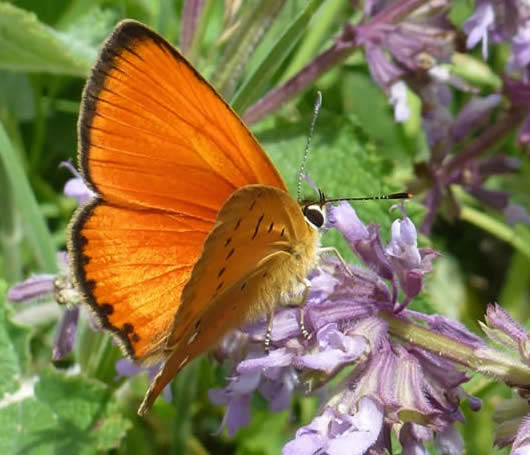 scarce copper on catmint