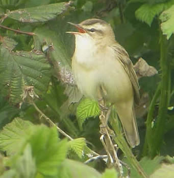 sedge warbler