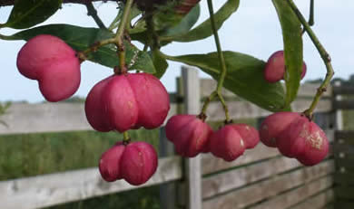 spindle berries