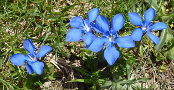 spring gentians