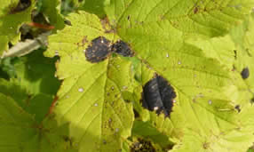 sycamore tar spot