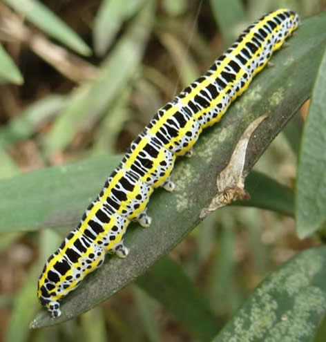 toadflax brocade moth caterpillar