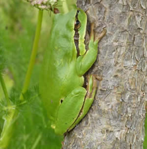 Iberian tree frog
