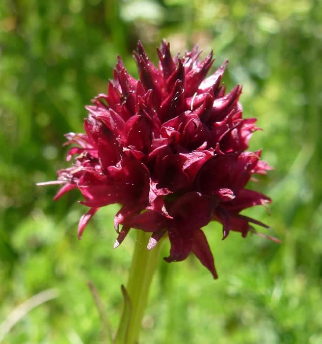black vanilla orchid