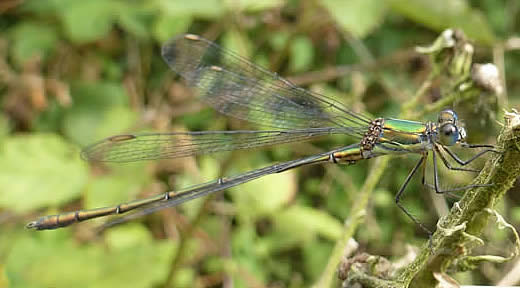 Willow emerald 10 Sept 2025