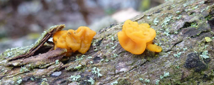 yellow brain fungi