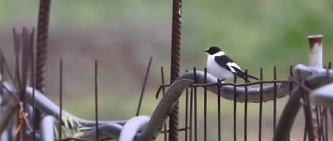 Collared flycatcher