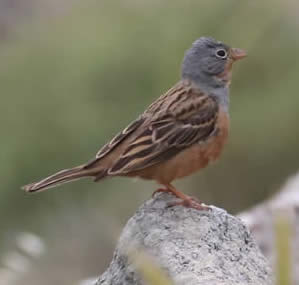 Cretzschmar's bunting male