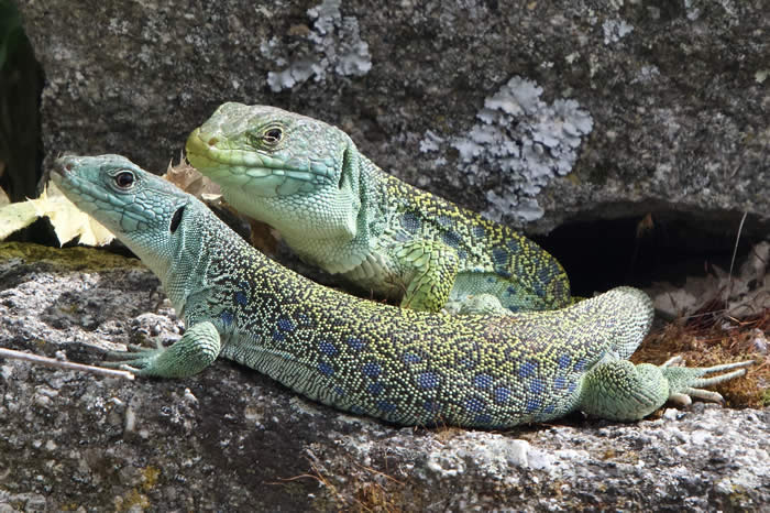 Occelated lizards