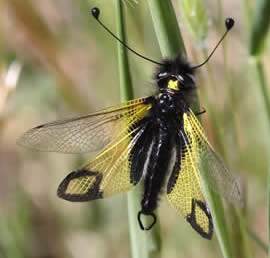 Ascalaphid or owl-fly